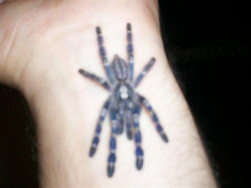 Poecilotheria metallica 3"