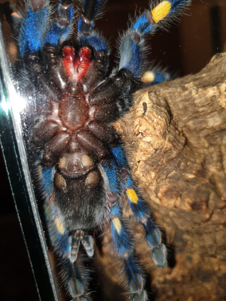 Poecilotheria metallica 5 inches