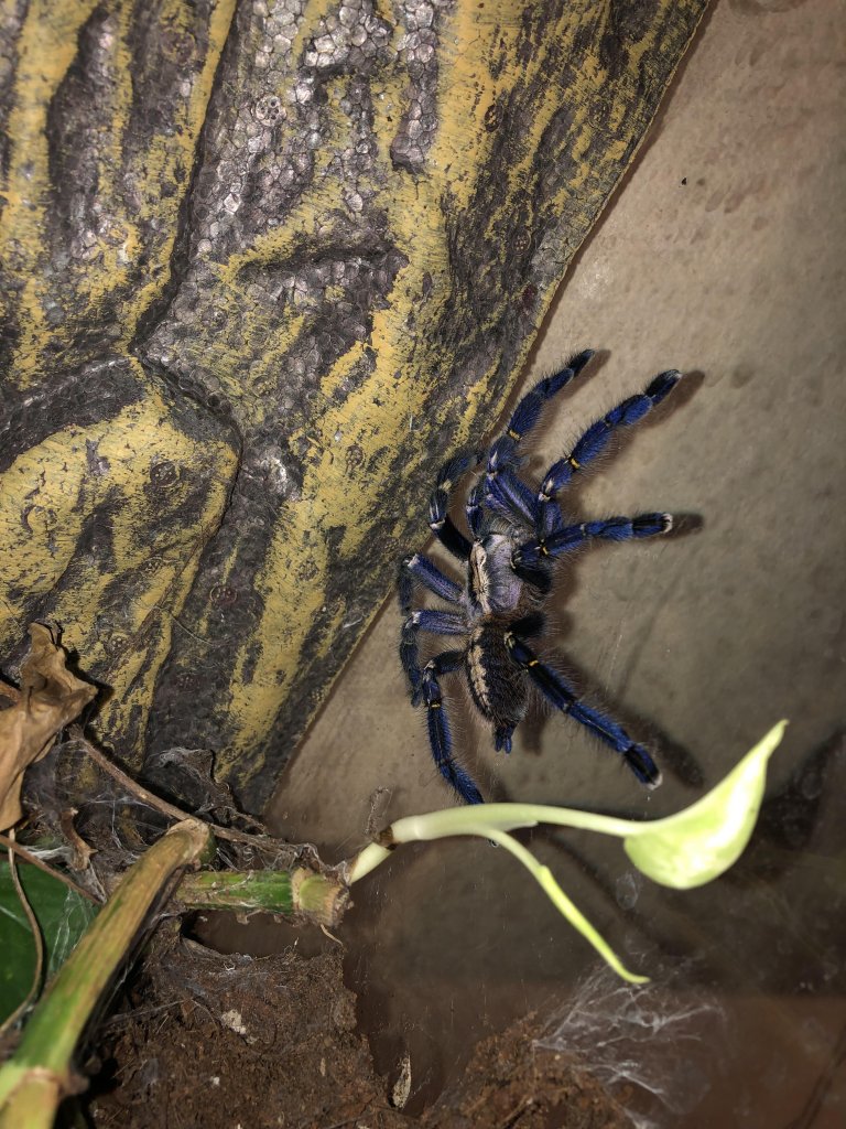 Poecilotheria metallica [dorsal sexing] [2/2]