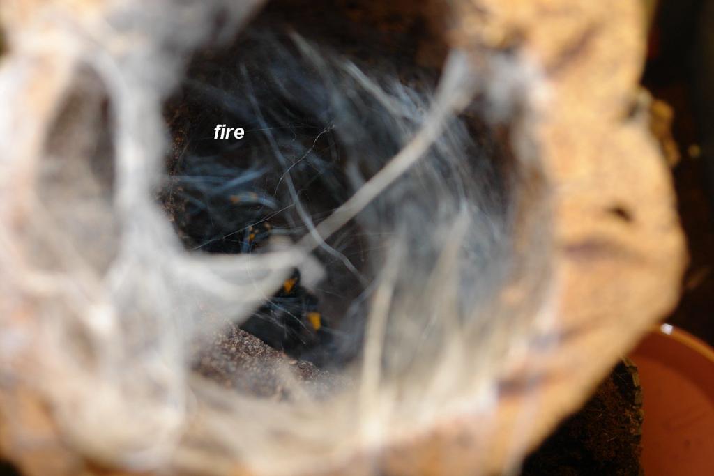 Poecilotheria metallica (egg sack)