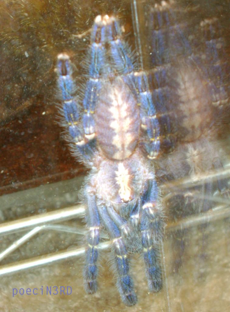 Poecilotheria Metallica Female 4"+