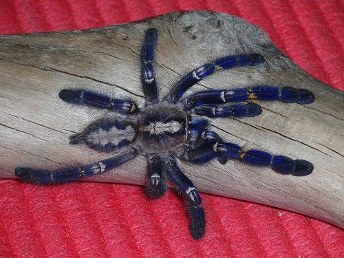 Poecilotheria metallica (female)