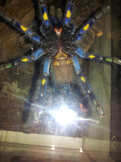 Poecilotheria metallica female?