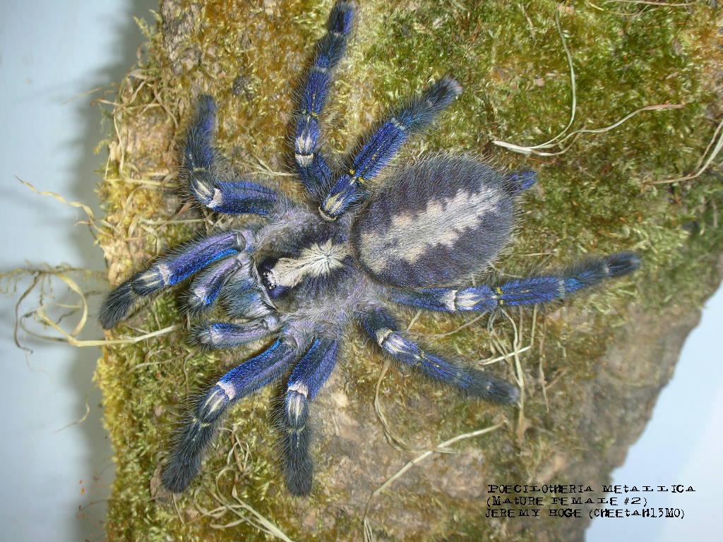 Poecilotheria metallica Female