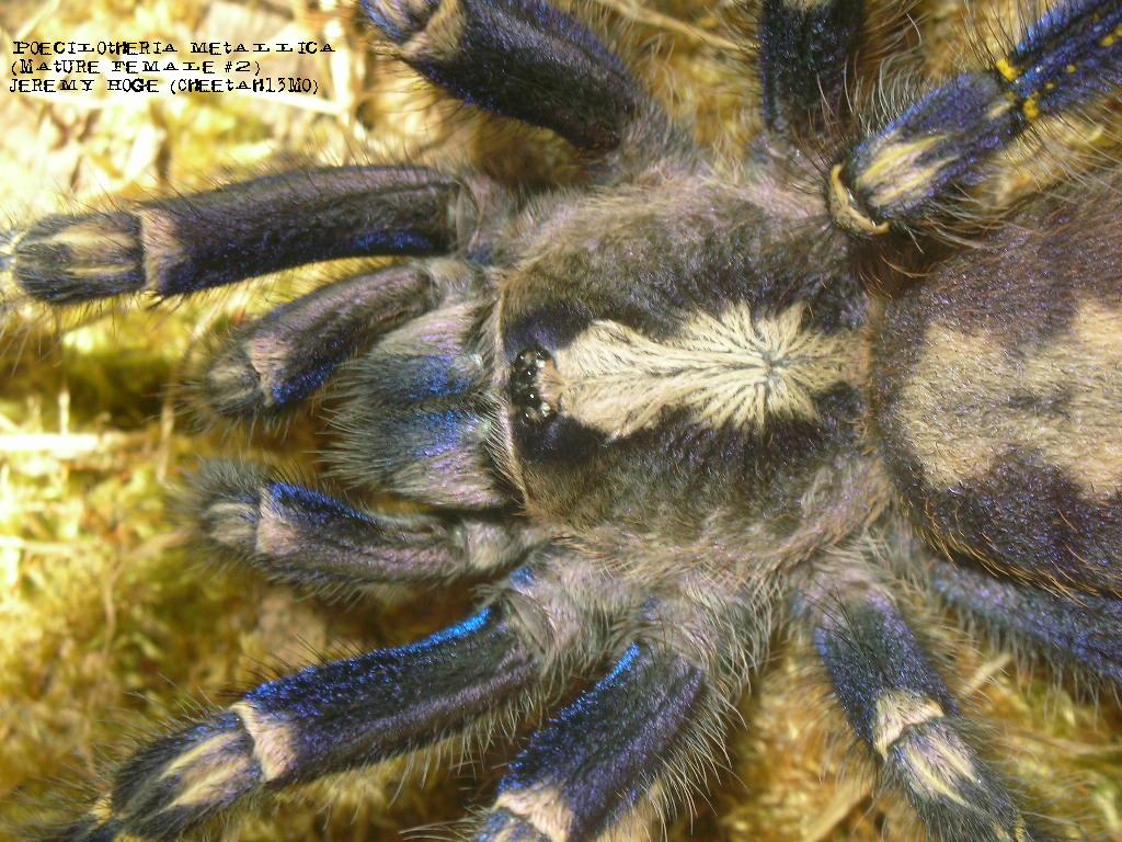 Poecilotheria metallica Female