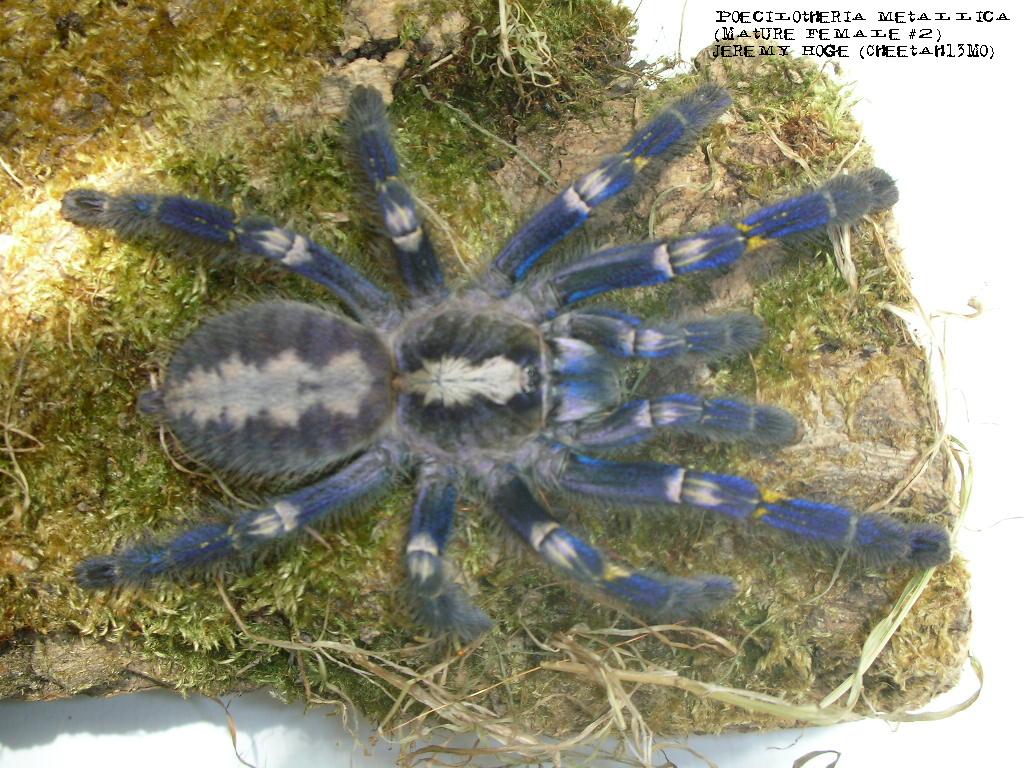 Poecilotheria metallica Female