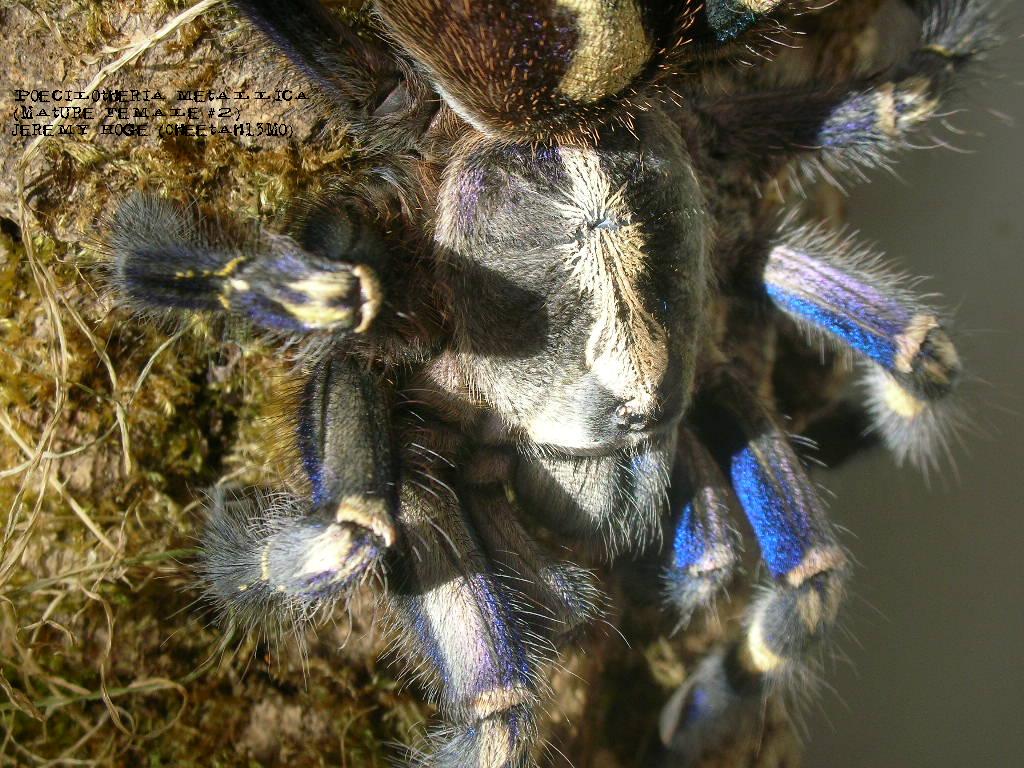 Poecilotheria metallica Female