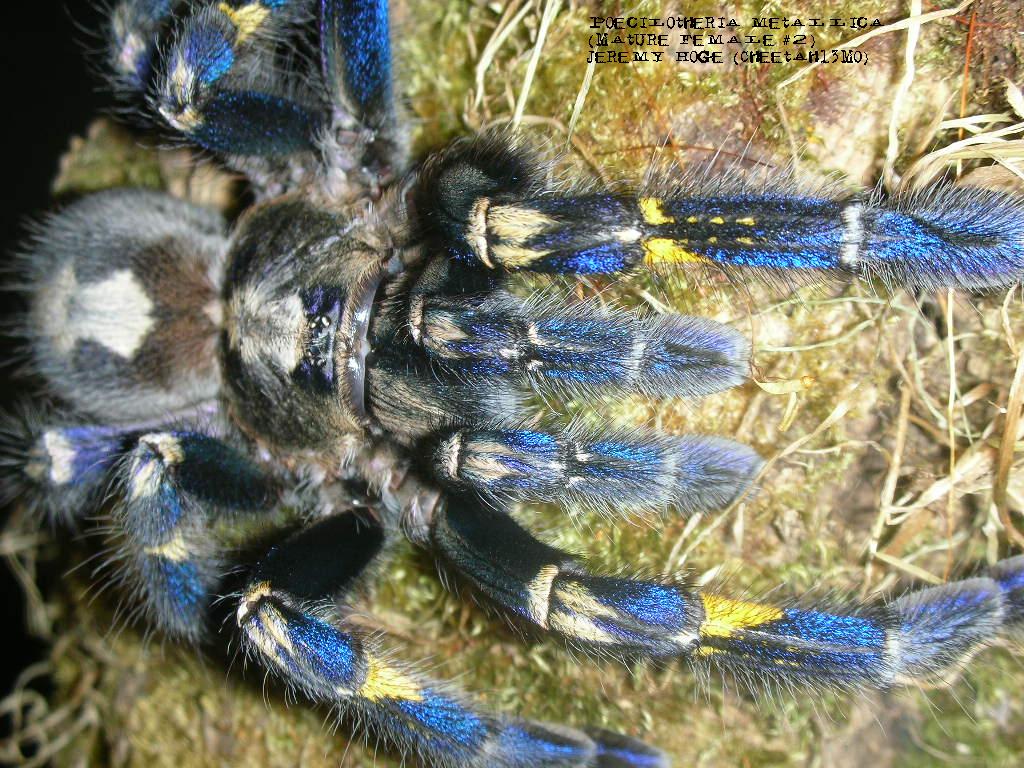 Poecilotheria metallica Female