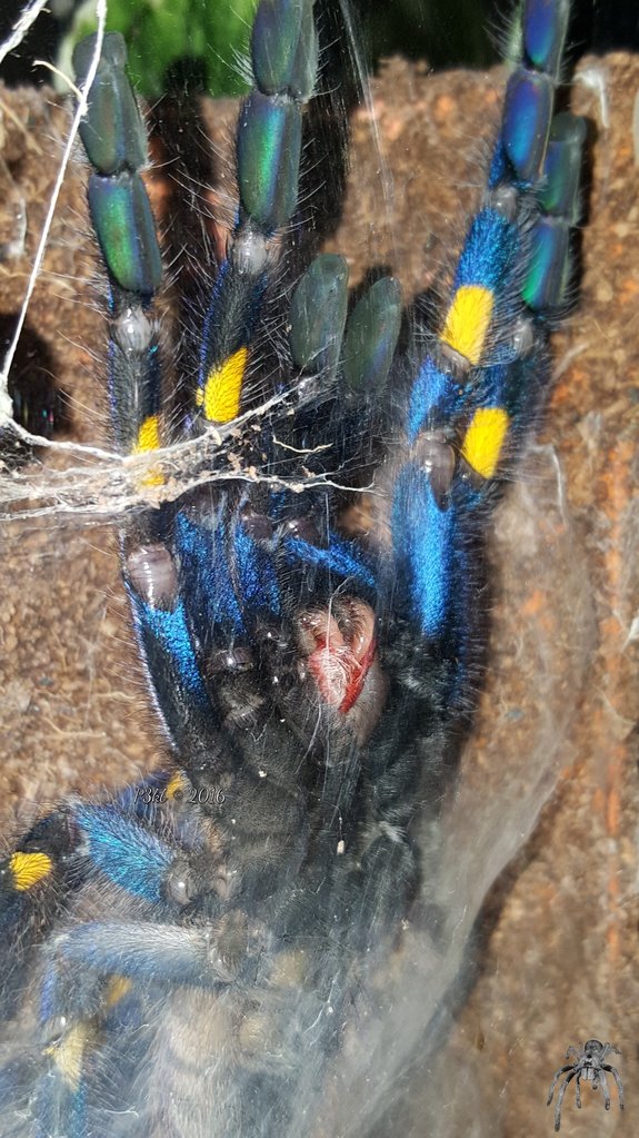 Poecilotheria metallica (Gooty Sapphire Ornamental) freshly molted