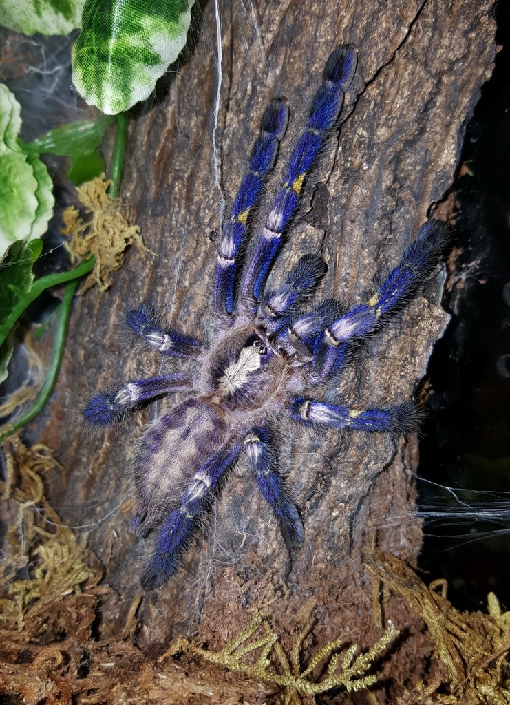 Poecilotheria metallica (Gooty Sapphire Ornamental)