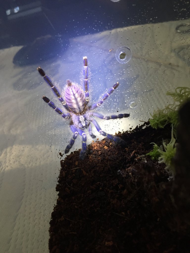 Poecilotheria metallica juvenile Male