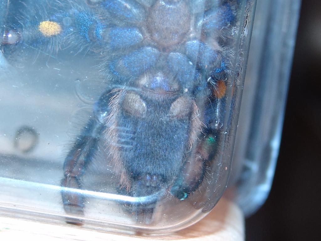 Poecilotheria Metallica M Or F #2