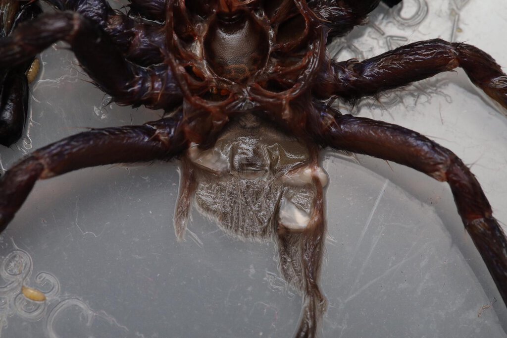 Poecilotheria Metallica m or f? 3.5”