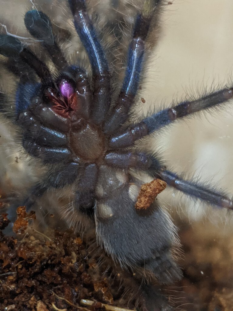 Poecilotheria Metallica Male or Female 2.5 inches.