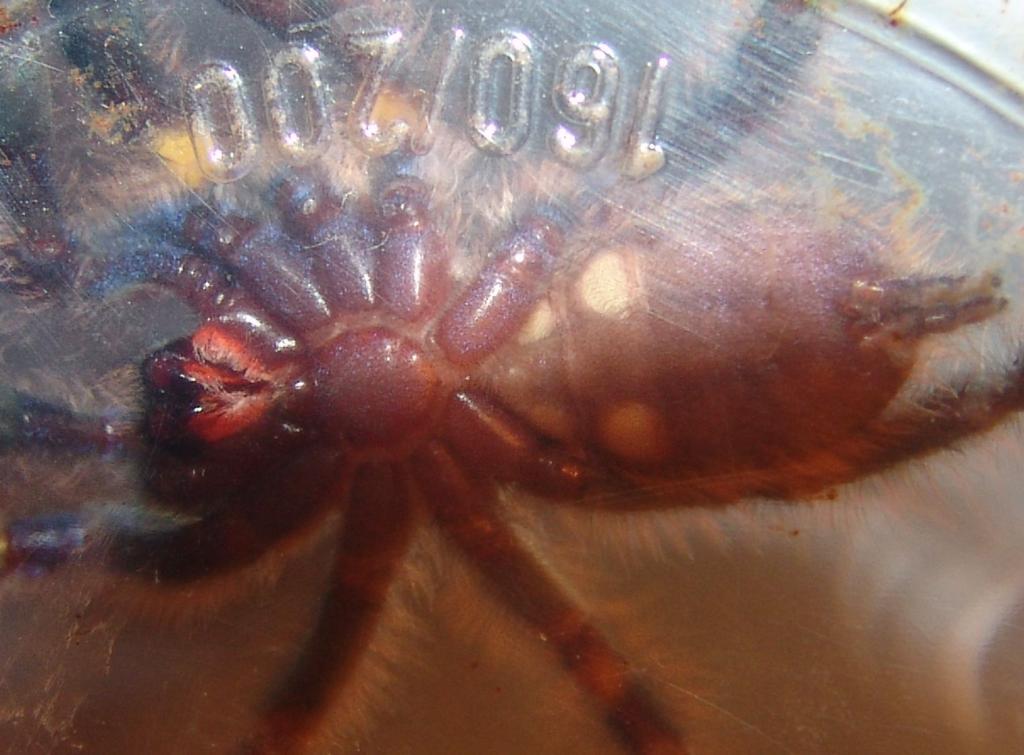 Poecilotheria Metallica Male Or Female