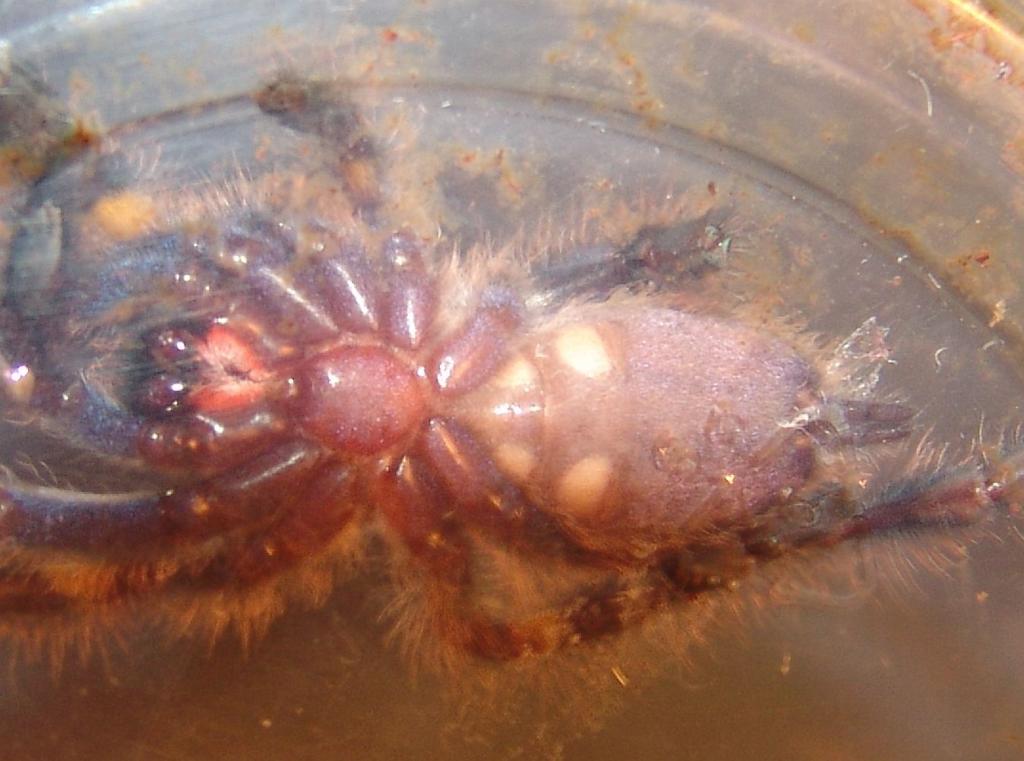 Poecilotheria Metallica Male Or Female