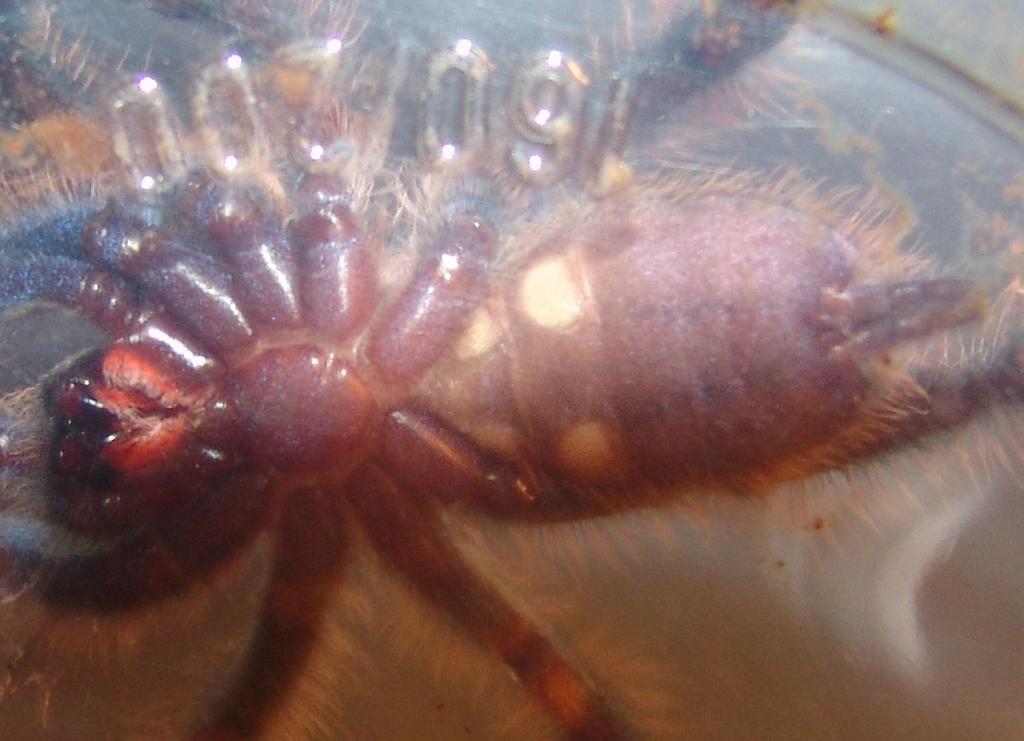 Poecilotheria Metallica Male Or Female