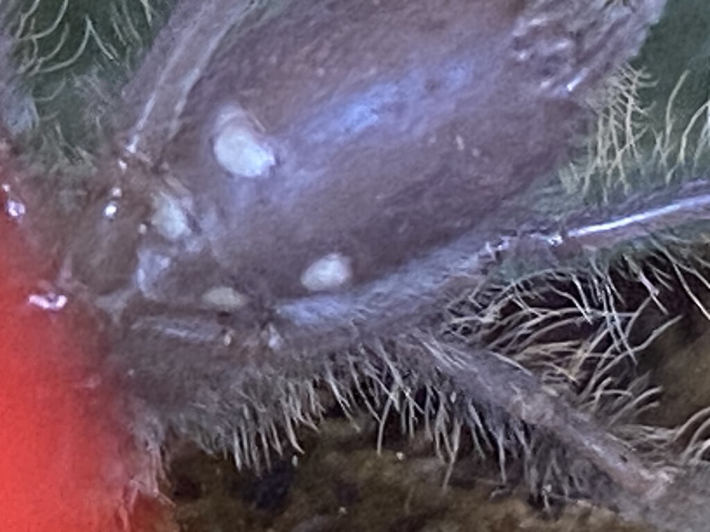 Poecilotheria Metallica male or female