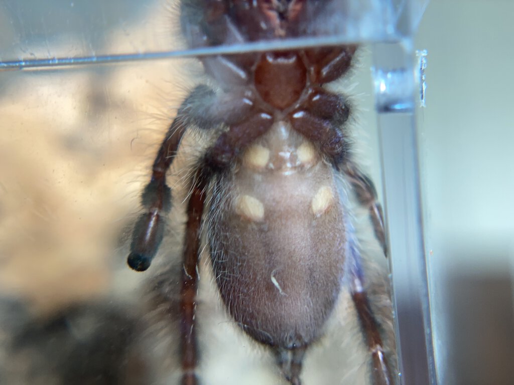 Poecilotheria Metallica male or female