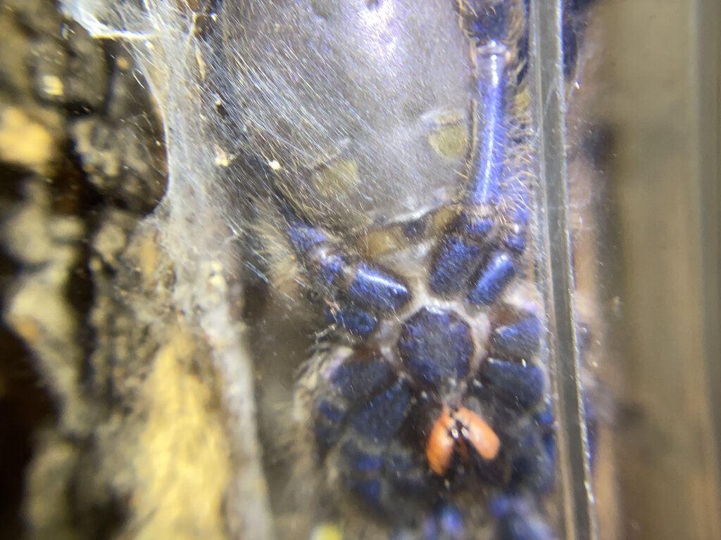Poecilotheria Metallica male or female