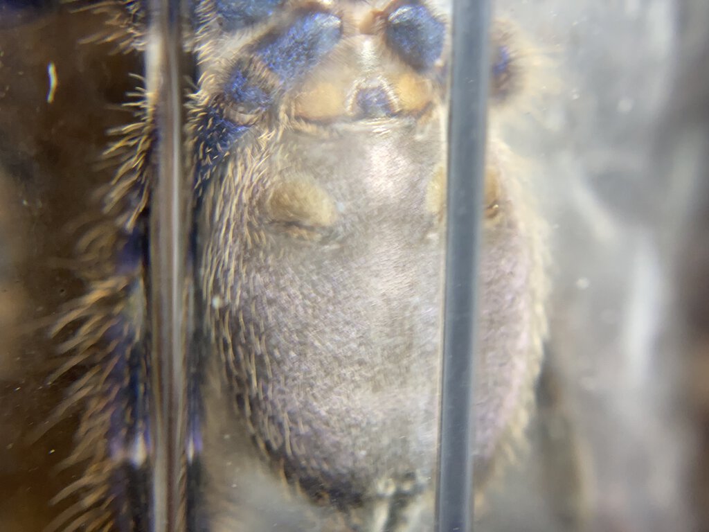 Poecilotheria Metallica male or female