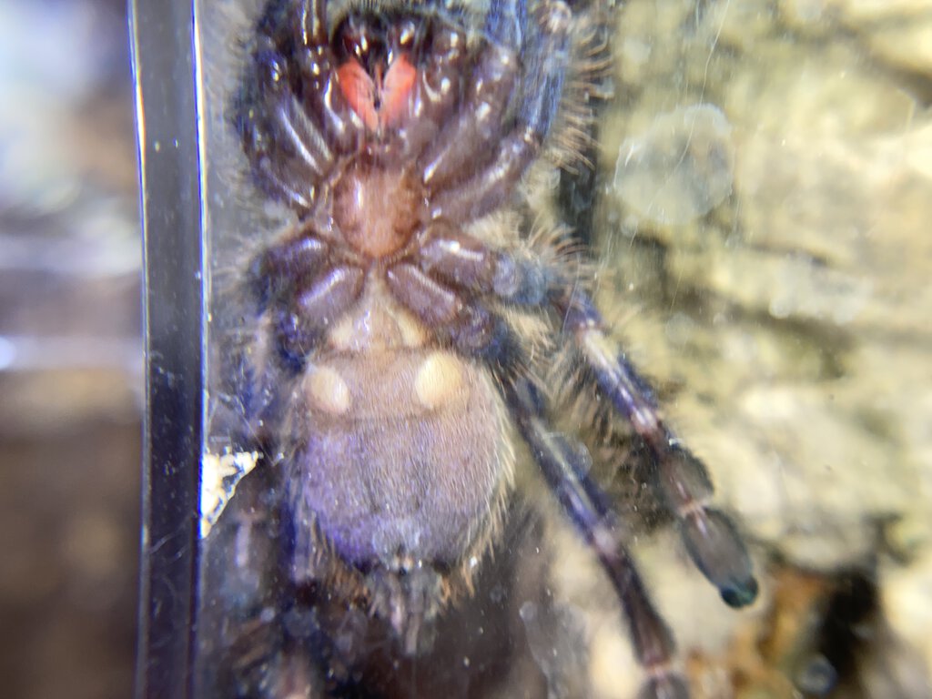 Poecilotheria Metallica male or female