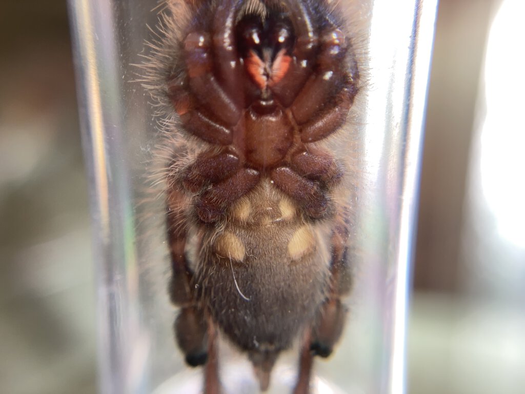 Poecilotheria Metallica male or female