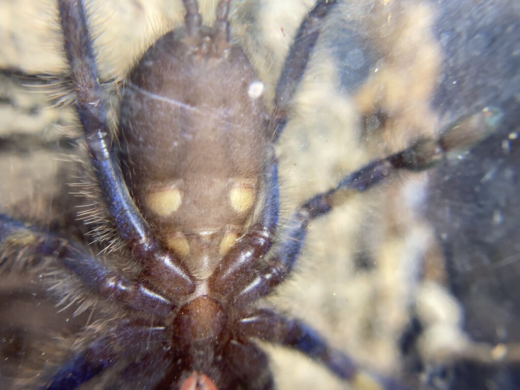 Poecilotheria Metallica male or female