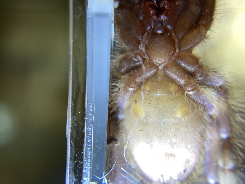 Poecilotheria Metallica male or female