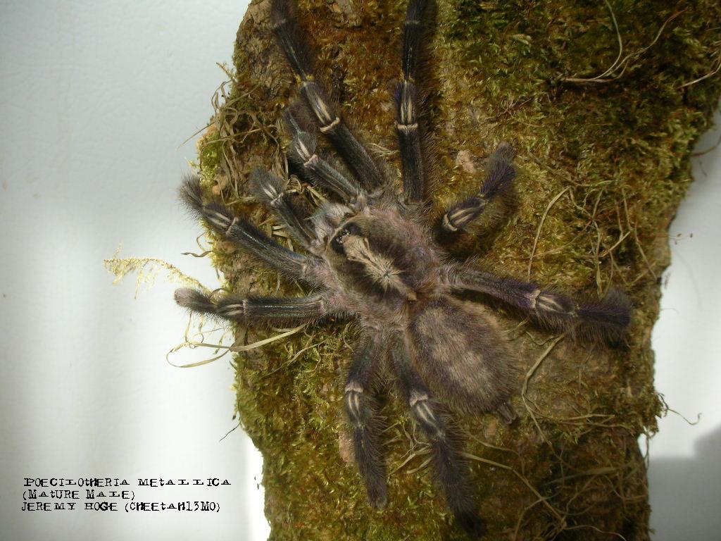 Poecilotheria metallica Male