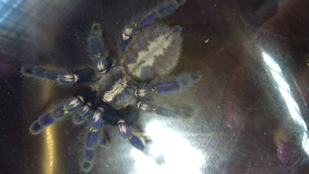 poecilotheria metallica maler or female2?