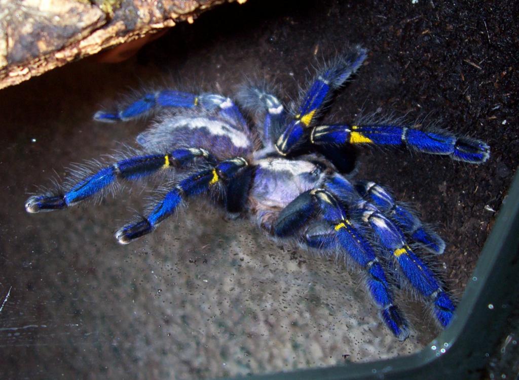 Poecilotheria metallica, mature female