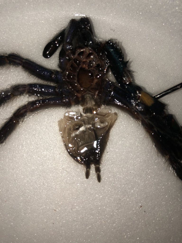 Poecilotheria metallica [molt sexing]