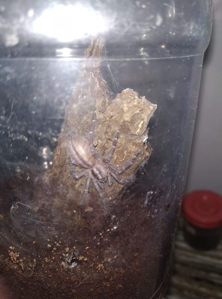 Poecilotheria metallica or P. regalis?