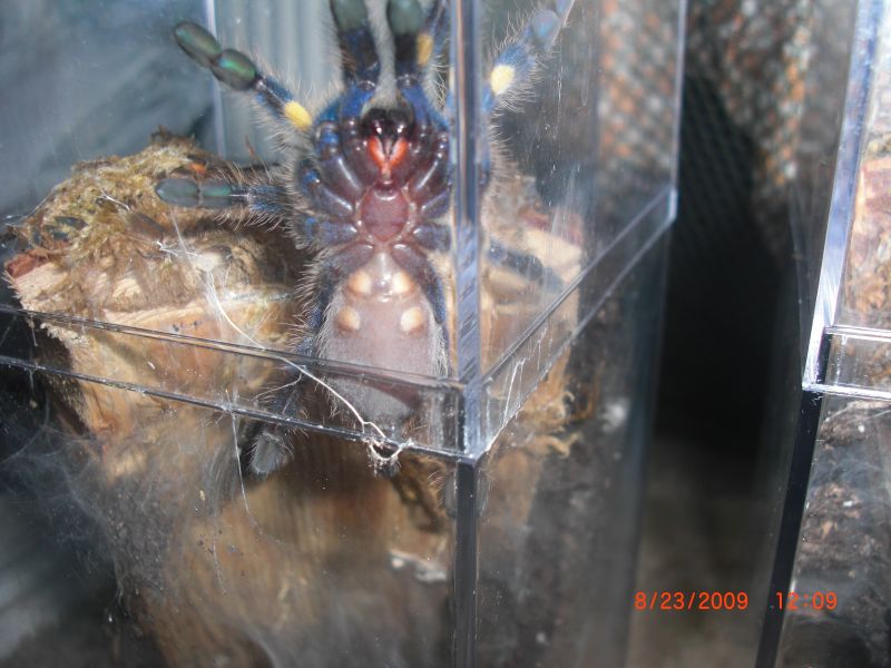 Poecilotheria Metallica Please Sex!!!