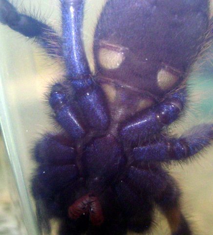 Poecilotheria Metallica Sex!