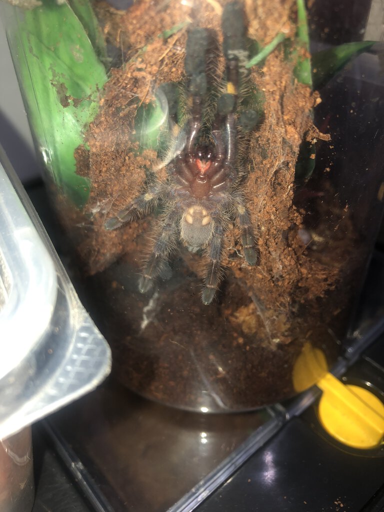 Poecilotheria Metallica Sexing