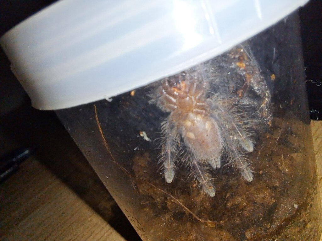 Poecilotheria metallica sling sexing