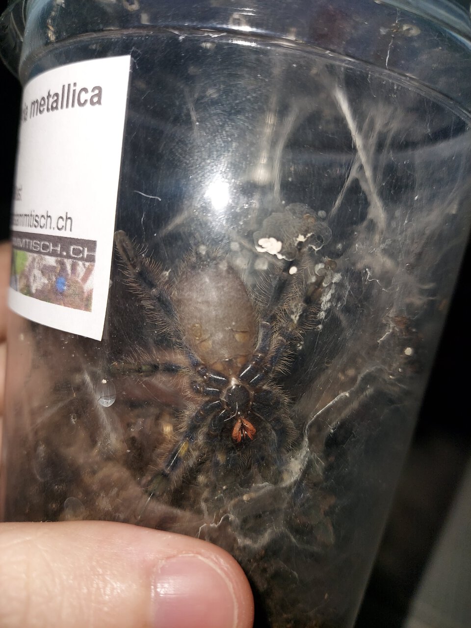 Poecilotheria metallica sling sexting