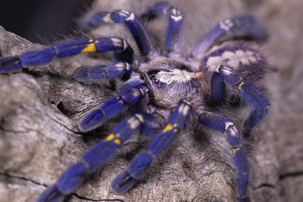 Poecilotheria metallica Sub Adult Female