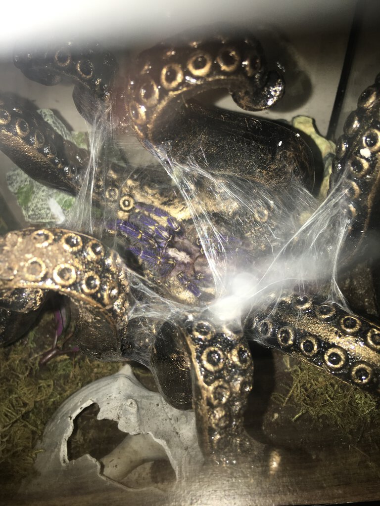 Poecilotheria metallica (Sven)