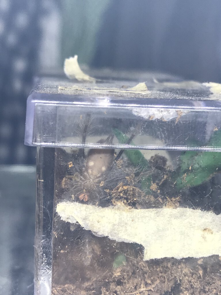 Poecilotheria metallica [ventral sexing] [2/2]