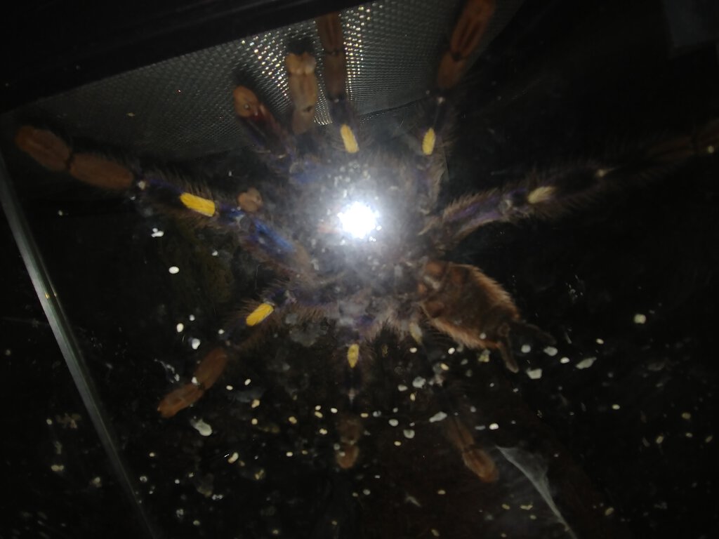 Poecilotheria metallica [ventral sexing] [2/2]