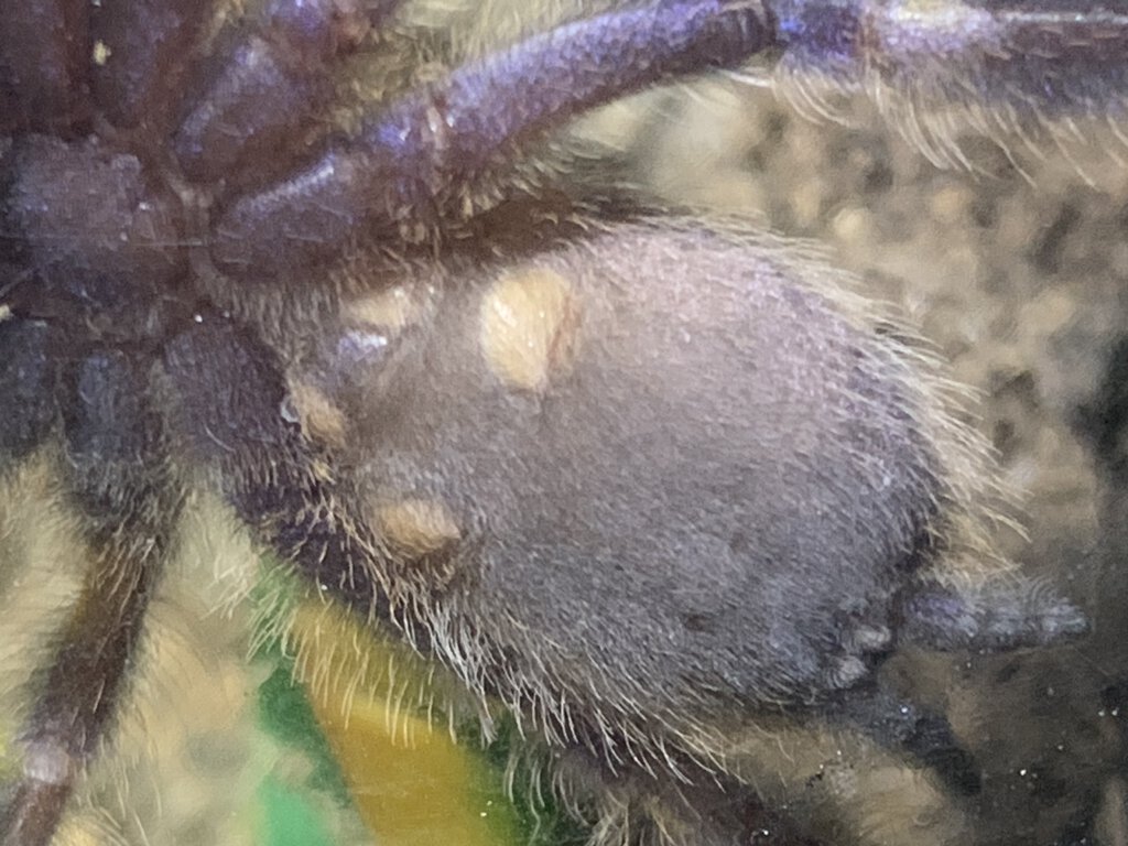 Poecilotheria metallica [ventral sexing] [2/4]