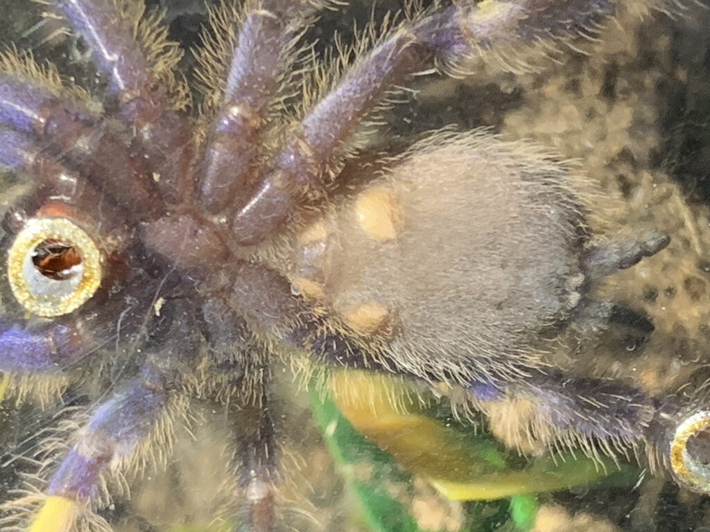 Poecilotheria metallica [ventral sexing] [3/4]