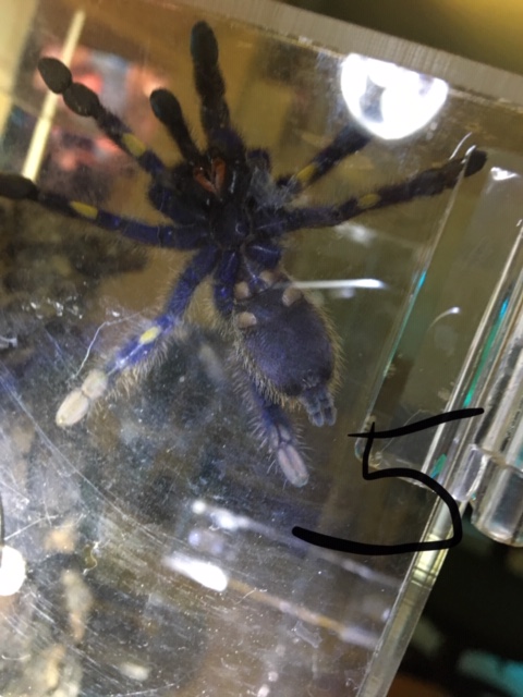 Poecilotheria metallica [ventral sexing] [3/5]