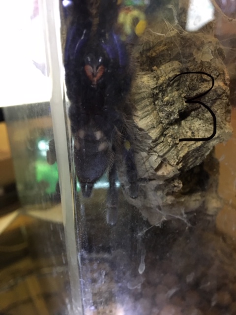 Poecilotheria metallica [ventral sexing] [5/5]