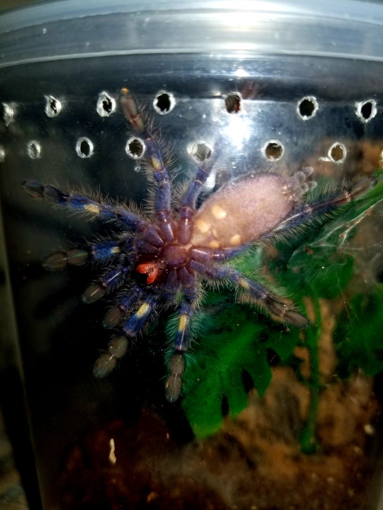 Poecilotheria metallica [ventral sexing]