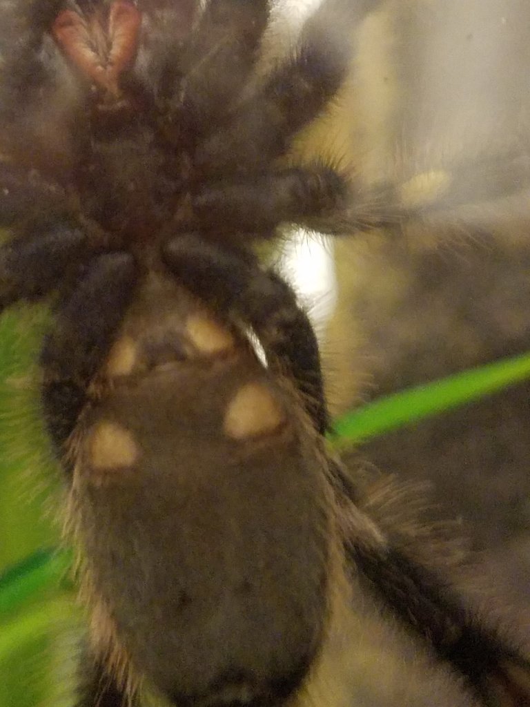 Poecilotheria metallica [ventral sexing]