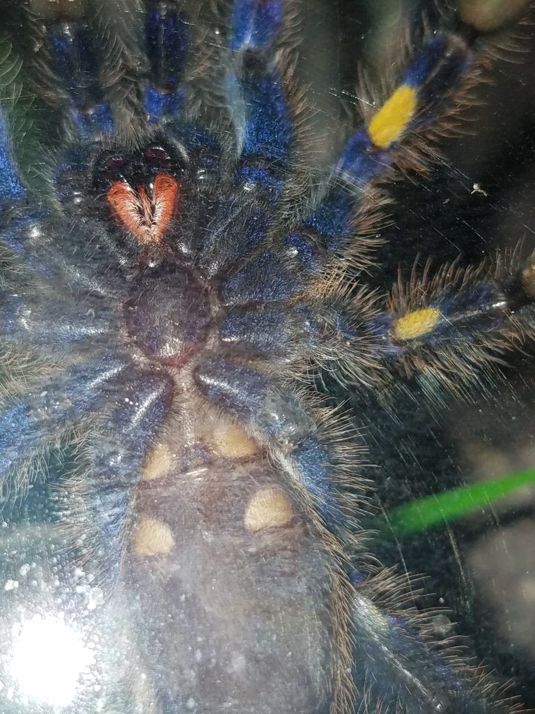 Poecilotheria metallica [ventral sexing]